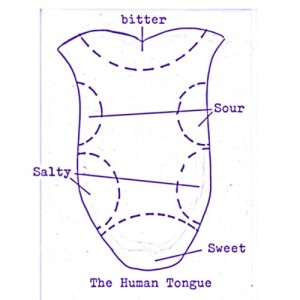 the human tongue